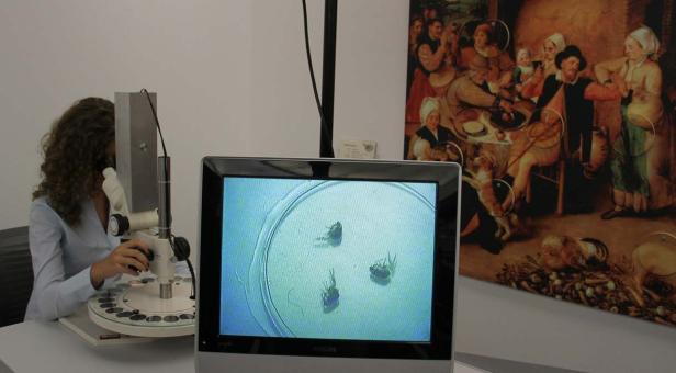 Eine Frau untersucht Insekten unter einem Mikroskop; das Bild wird auf einem Monitor angezeigt.