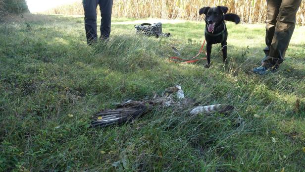Artenschutz: Kripo macht Jagd auf Greifvögel-Mörder