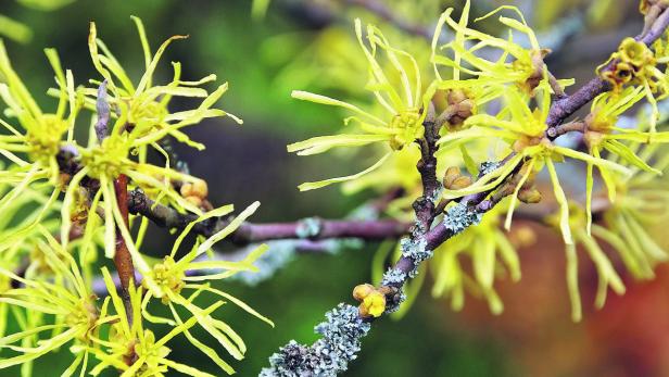 Blüten, die Eis und Schnee trotzen