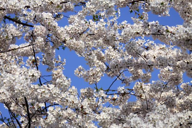 Blüten, die Eis und Schnee trotzen