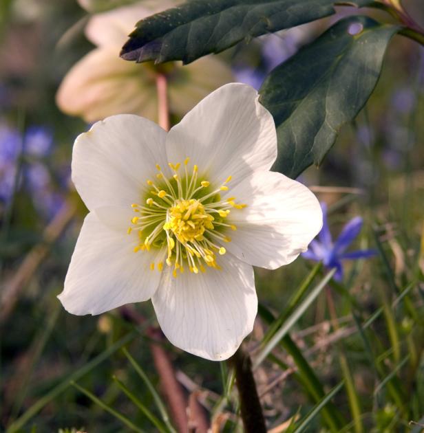 Blüten, die Eis und Schnee trotzen