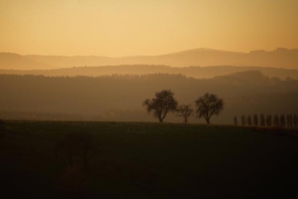 Eine Landschaft mit Bäumen im goldenen Abendlicht.