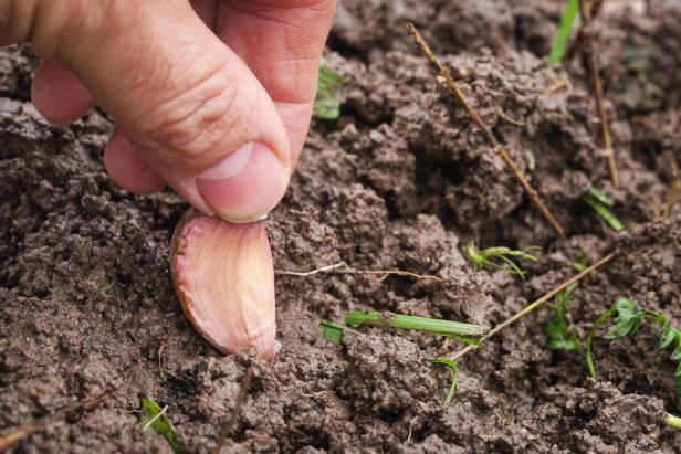 Tipps vom Profi: So einfach ist es, Knoblauch anzubauen