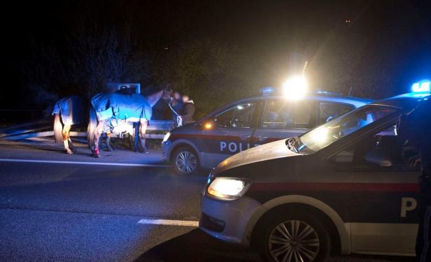 NÖ: Pferde liefen nach Verkehrsunfall frei auf A3