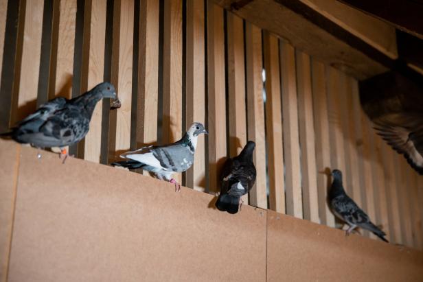 Stadttiere: Jetzt wohnen auch Tauben im Gemeindebau