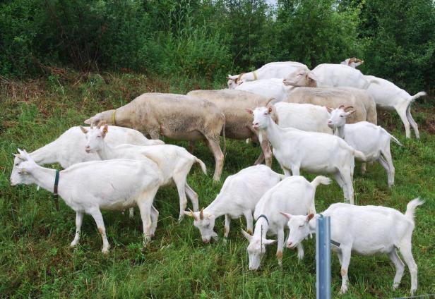 Eine Herde weißer Ziegen grast auf einer grünen Wiese.