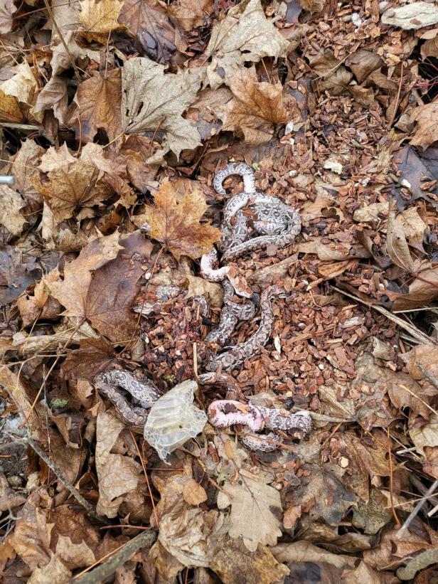 Spaziergänger fand in Linz acht tote Würgeschlangen