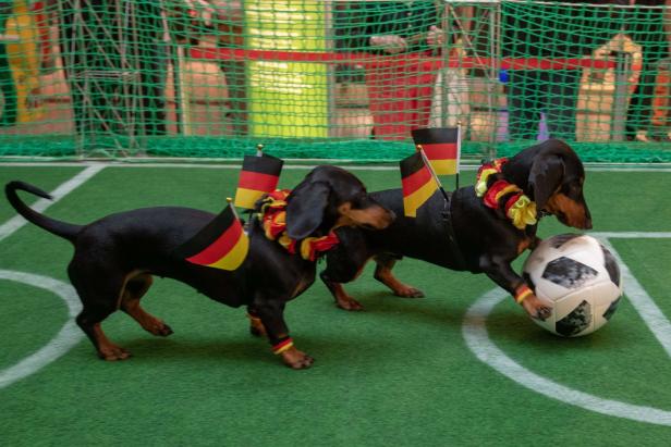 Zwei Dackel mit Deutschland-Flaggen und Blumenkränzen spielen Fußball.