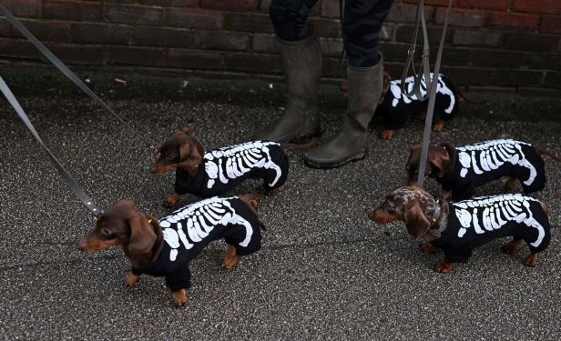 Mehrere Dackel sind mit Skelett-Kostümen bekleidet und werden an der Leine geführt.