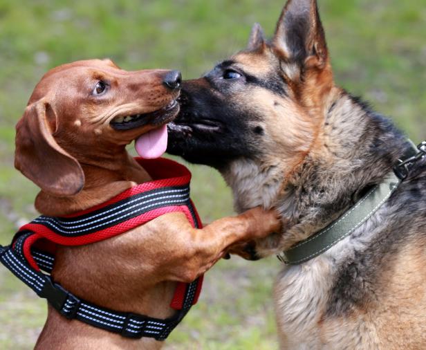 Ein Dackel und ein Schäferhund interagieren freundlich miteinander.