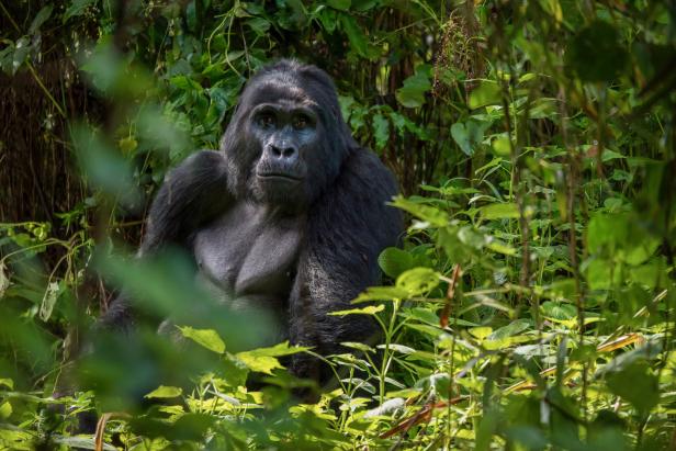 Ein Gorilla sitzt inmitten von dichtem Grün und blickt in die Kamera.