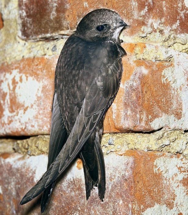 Ein Mauersegler sitzt an einer Ziegelwand.