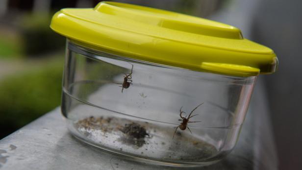 Ungezieferplage in Wohnblock: Angst vor Giftspinnen ist unbegründet