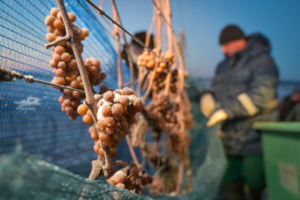 Ein Mann erntet gefrorene Trauben in einem Weinberg.
