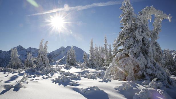 Verschneite Bäume und Berge unter einem strahlend blauen Himmel.
