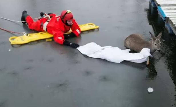 Feuerwehr Krems rettete Reh von Eisfläche bei Yachthafen