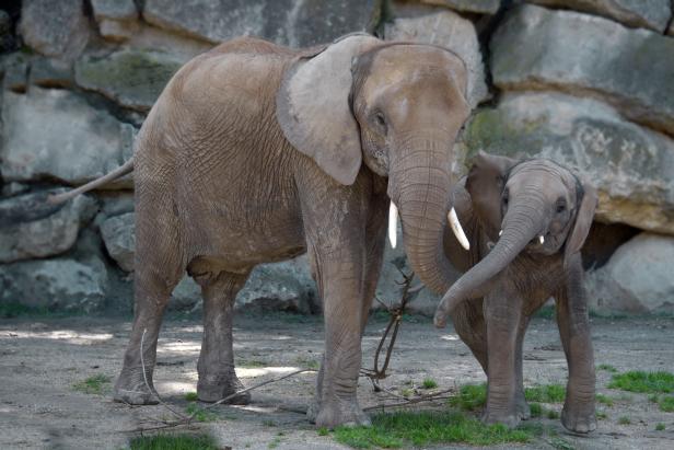 Ein Elefantenbaby steht neben seiner Mutter vor einer Felswand.