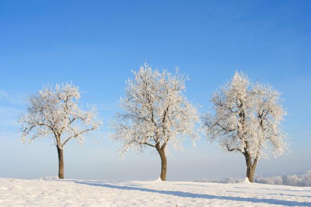 Drei schneebedeckte Bäume stehen auf einem Feld unter blauem Himmel.