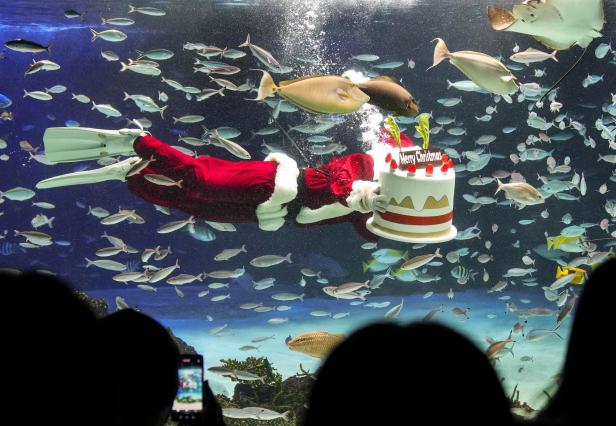 Visitors enjoy viewing Santa diver feeding fish at aquarium