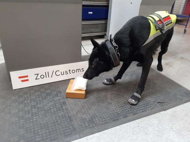 Ein Zollhund mit Schuhen untersucht eine kleine Kiste.