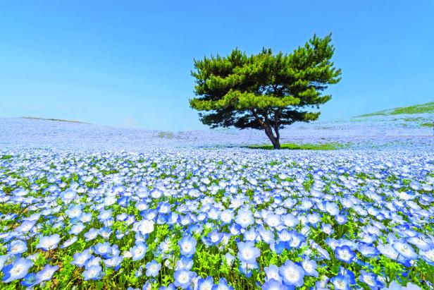 Ein Baum steht inmitten eines Feldes blauer Nemophila-Blüten unter blauem Himmel.