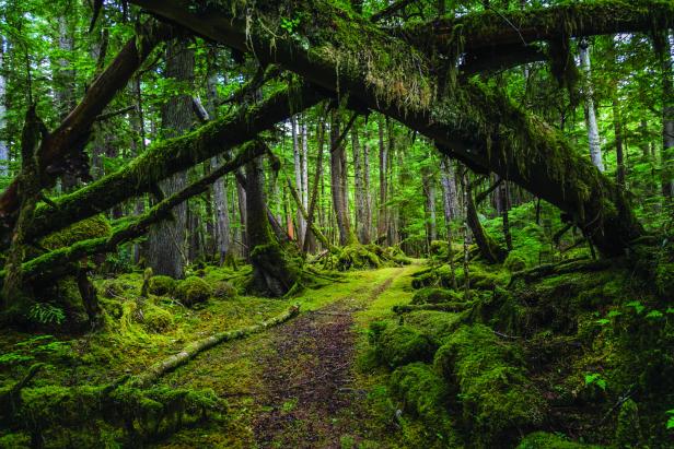 Ein moosbewachsener Pfad führt durch einen dichten, grünen Wald.