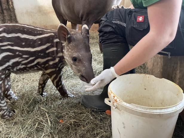 Ein Blick in den Zoo Schmiding: Wie Tierpfleger im Winter arbeiten