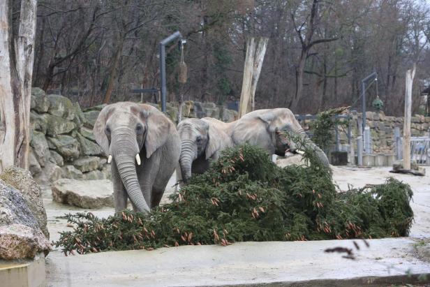 Schönbrunner Elefanten verspeisen den Schönbrunner Christbaum