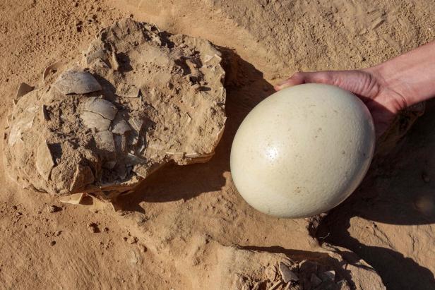 ISRAEL-ARCHAEOLOGY Warum steinalte Straußeneier die Wissenschaft interessieren