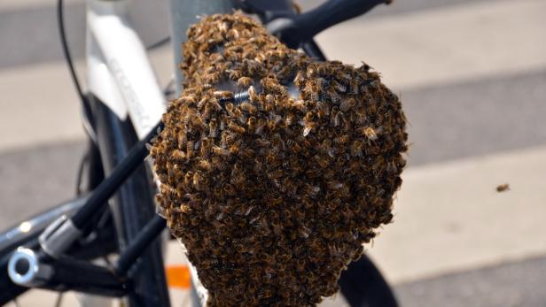 Radfahren mit 15.000 Bienen