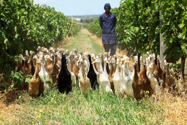 Weingut schickt hunderte Laufenten über die Weinberge