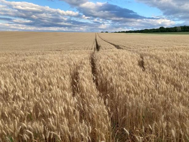 Ein reifes Weizenfeld erstreckt sich bis zum Horizont unter einem bewölkten Himmel.