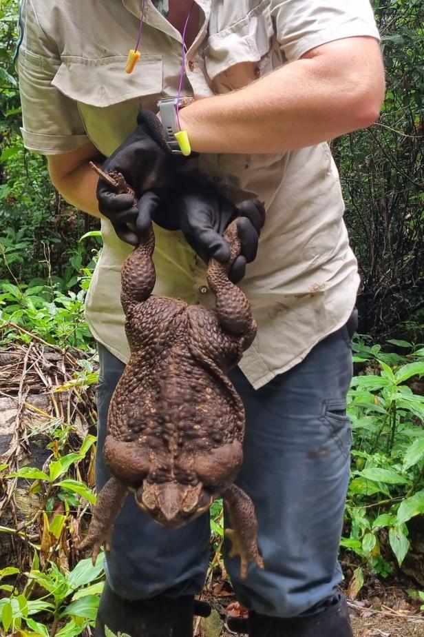"Toadzilla": Monster-Kröte in Australien entdeckt