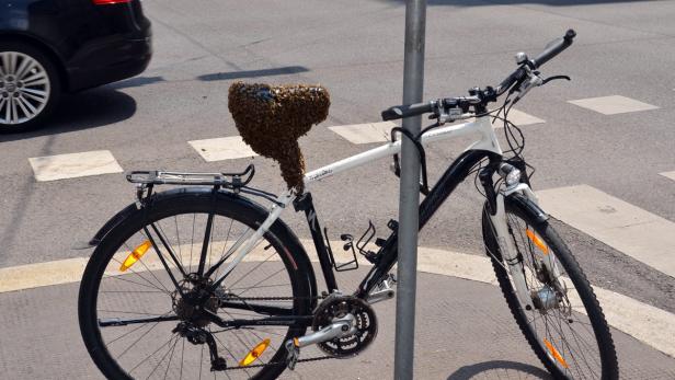 Radfahren mit 15.000 Bienen