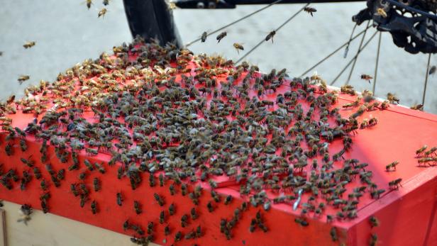 Radfahren mit 15.000 Bienen