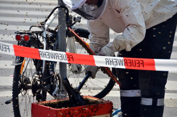 Radfahren mit 15.000 Bienen