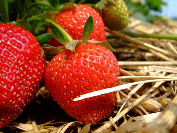 Hier gibt's Erdbeeren zum Selberpflücken