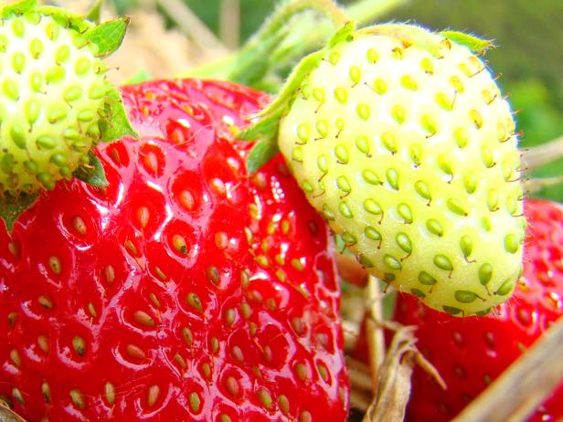 Hier gibt's Erdbeeren zum Selberpflücken