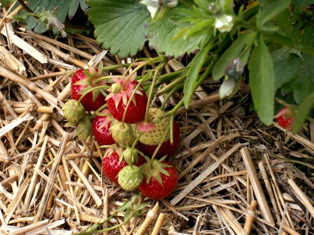 Hier gibt's Erdbeeren zum Selberpflücken