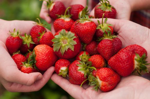 Hier gibt's Erdbeeren zum Selberpflücken