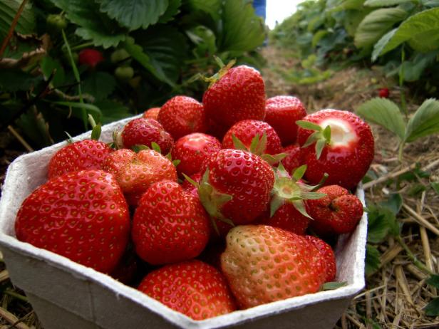 Hier gibt's Erdbeeren zum Selberpflücken