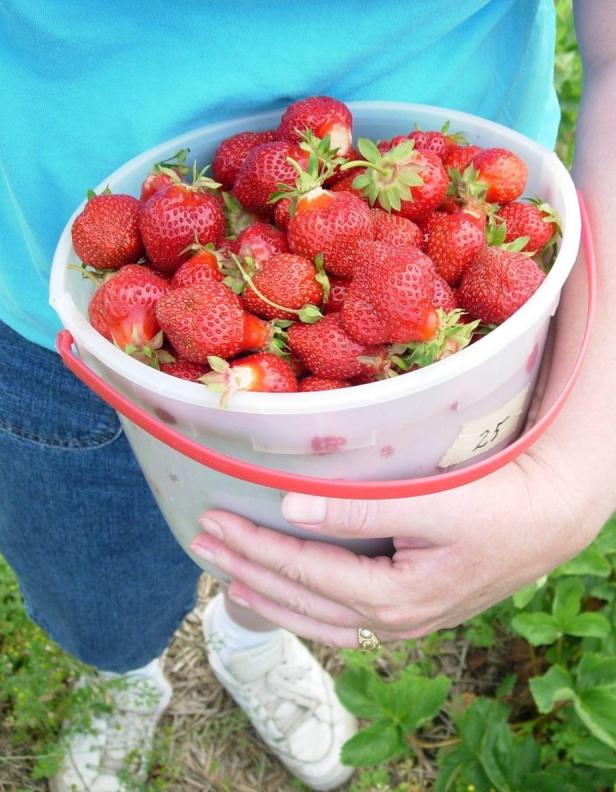 Hier gibt's Erdbeeren zum Selberpflücken