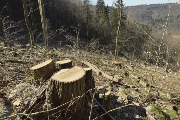 Baumfällungen im Natura 2000-Gebiet: Beschwerde an die EU-Kommission