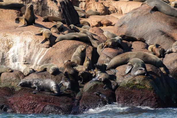 Fast 600 Seelöwen in Peru an Vogelgrippe gestorben