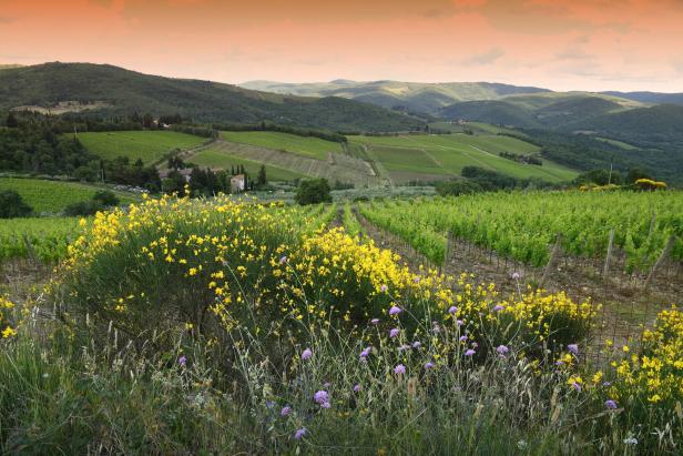 Gelbe und lila Blumen blühen vor einem Weinberg in der Toskana.