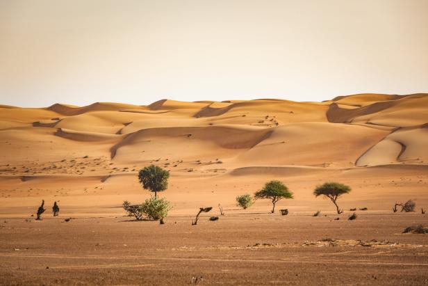 Eine Wüstenlandschaft mit Sanddünen und vereinzelten Bäumen.
