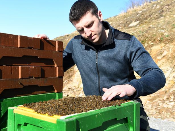 Tierischer Streit in Kärnten: Von Nazis und Bienen