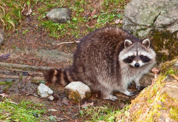 Ein Waschbär steht aufmerksam auf dem Waldboden.