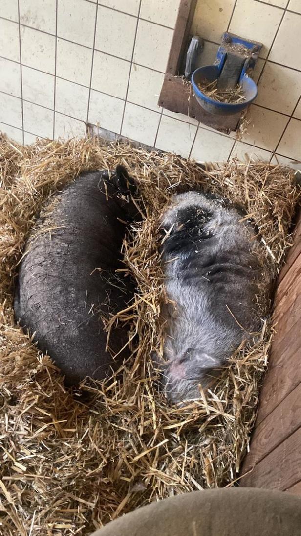 Valentinstag im Tierschutzhaus: Das sind die herzigsten Tierpaare