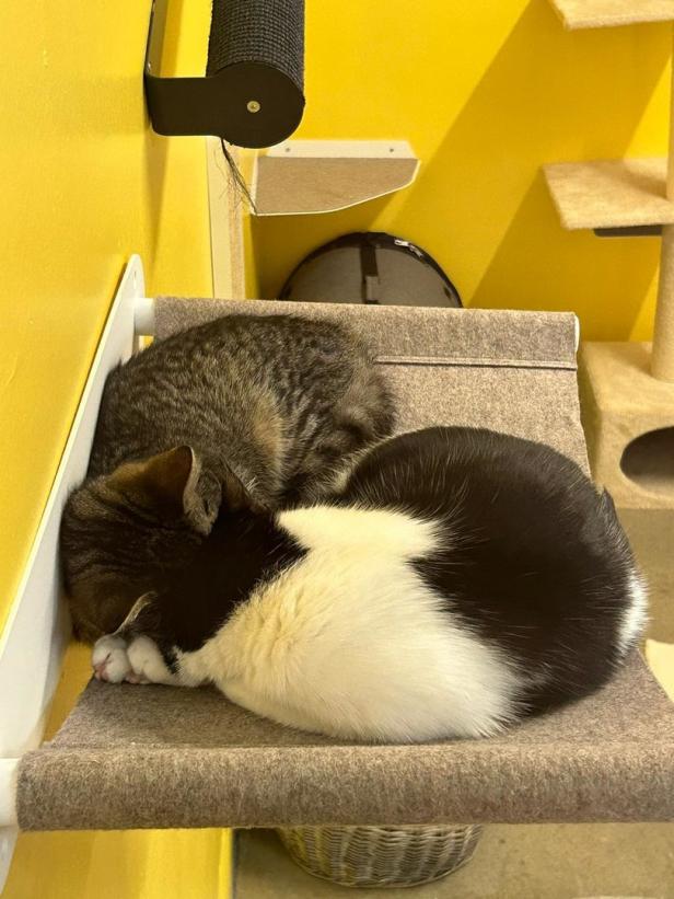 Valentinstag im Tierschutzhaus: Das sind die herzigsten Tierpaare